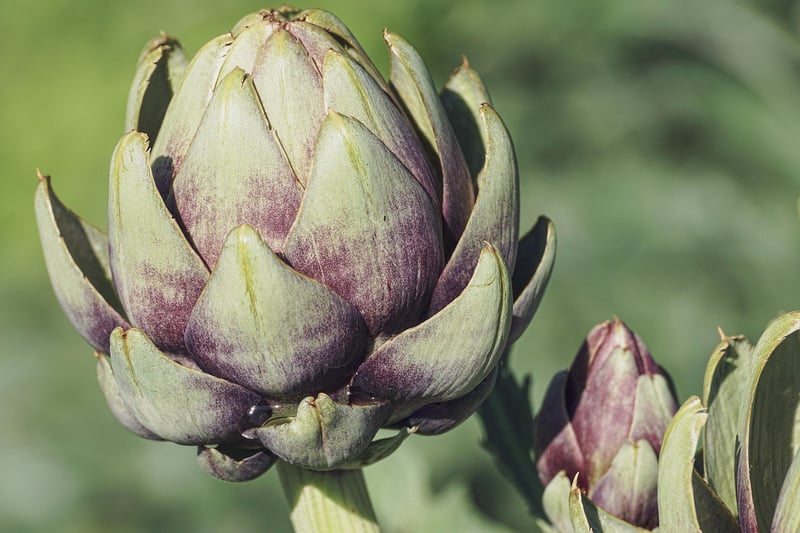 Edible Plants to Grow
