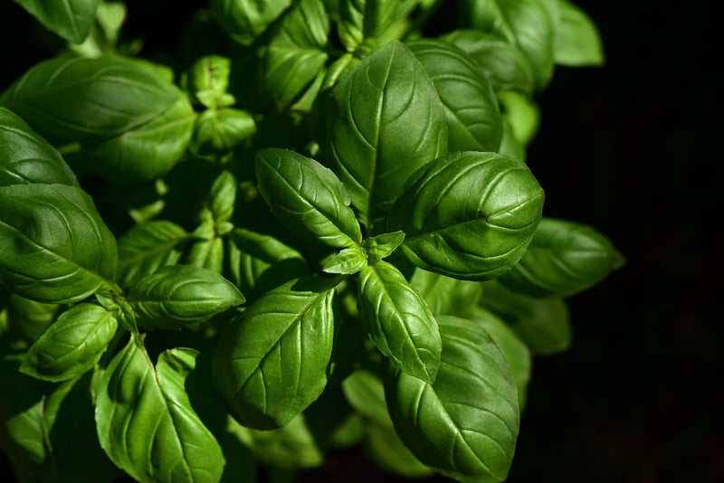 Vertical Herb Garden Inspiration